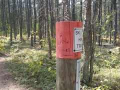 Danthonia intermedia