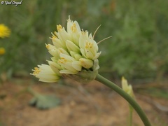 Allium erdelii