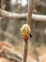 Callirhytis glandium