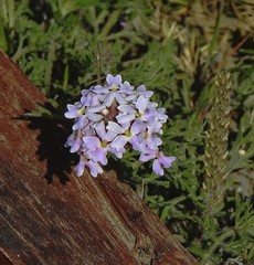 Glandularia parodii