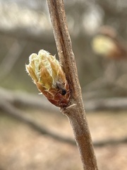 Callirhytis glandium
