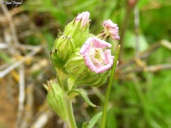 Silene decipiens