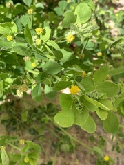 Medicago