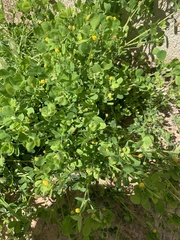 Medicago