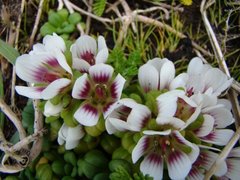 Gentianella cerina