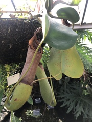 Nepenthes truncata