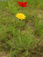 Scorzoneroides laciniata