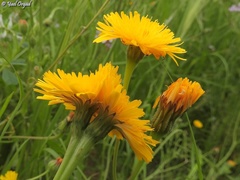 Scorzoneroides laciniata