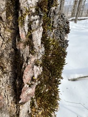 Leucodon andrewsianus