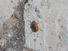 Leptopalpus rostratus