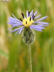 Volutaria crupinoides