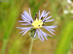 Volutaria crupinoides