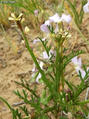 Carrichtera annua