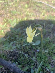 Narcissus triandrus pallidulus