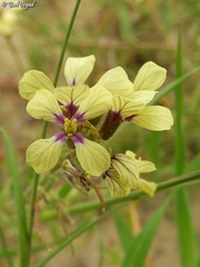 Enarthrocarpus arcuatus