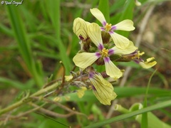 Enarthrocarpus arcuatus