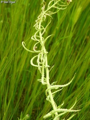 Enarthrocarpus arcuatus