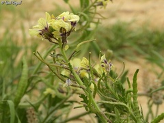 Enarthrocarpus arcuatus