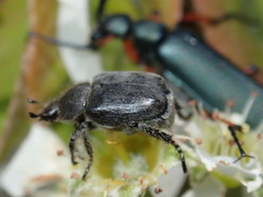 Hoplia trifasciata