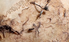 Prochyliza xanthostoma