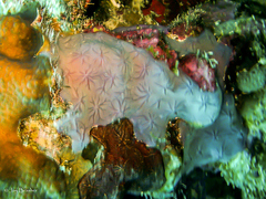Halisarca caerulea