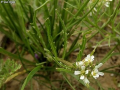Neotorularia torulosa