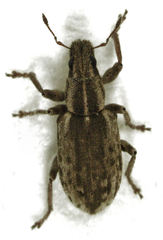 Sitona discoideus