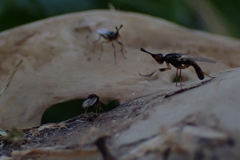 Prochyliza xanthostoma