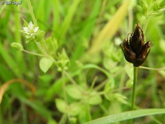 Arenaria leptoclados