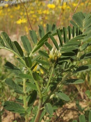Astragalus boeticus