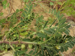 Astragalus boeticus