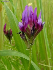 Astragalus callichrous