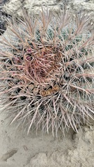 Ferocactus fordii borealis