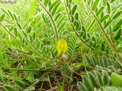 Astragalus caprinus