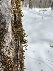 Leucodon andrewsianus