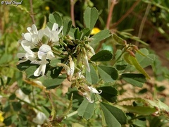 Trigonella arabica