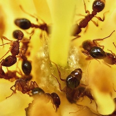 Tetramorium bicarinatum