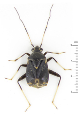 Charagochilus longicornis