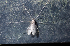 Dicranota