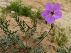 Erodium crassifolium