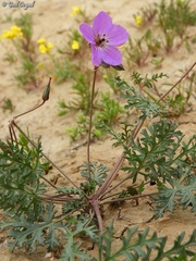 Erodium crassifolium