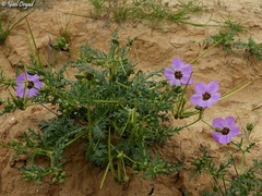 Erodium crassifolium