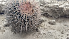 Ferocactus fordii borealis