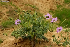Erodium crassifolium