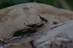 Prochyliza xanthostoma