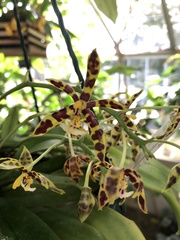 Phalaenopsis mannii