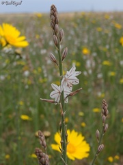 Asphodelus tenuifolius