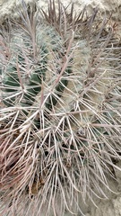 Ferocactus fordii borealis