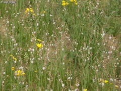 Asphodelus tenuifolius