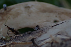 Prochyliza xanthostoma